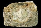 Fossil Crinoid - Burlington Formation, Missouri #147833-1